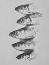 Fish pencil drawing giclee print.