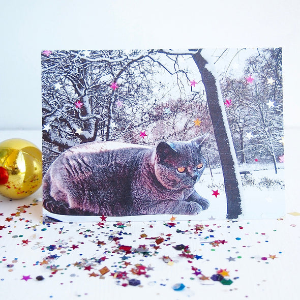 British blue cat with stars  christmas card