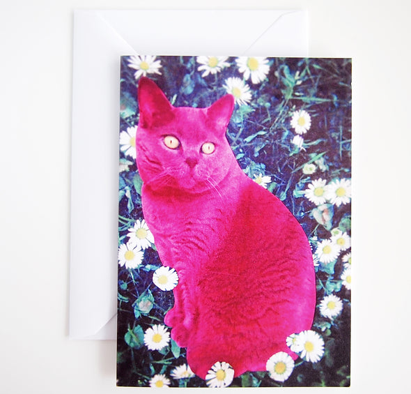 pink  british shorthair cat birthday card